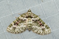 Chloroclystis rubroviridis