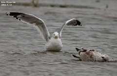 Larus argentatus mongolicus