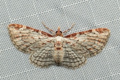 Eupithecia costalis