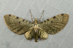 Brabira emerita