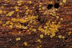 Orbilia xanthostigma