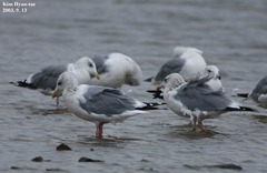 Larus argentatus mongolicus