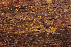 Orbilia xanthostigma