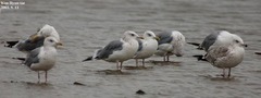 Larus argentatus mongolicus