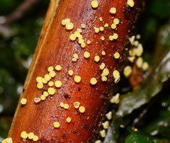 Lachnum pteridophyllum