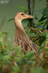 Gallicrex cinerea
