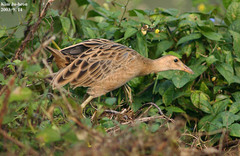 Gallicrex cinerea