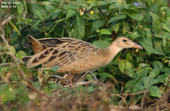 Gallicrex cinerea