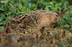 Gallicrex cinerea
