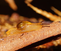 Helicarion cuvieri