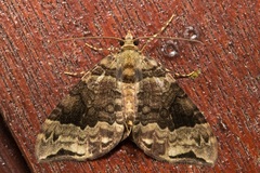 Ecliptopera furvoides