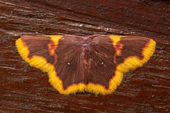 Chrysocraspeda pagon