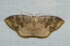 Scopula urnaria