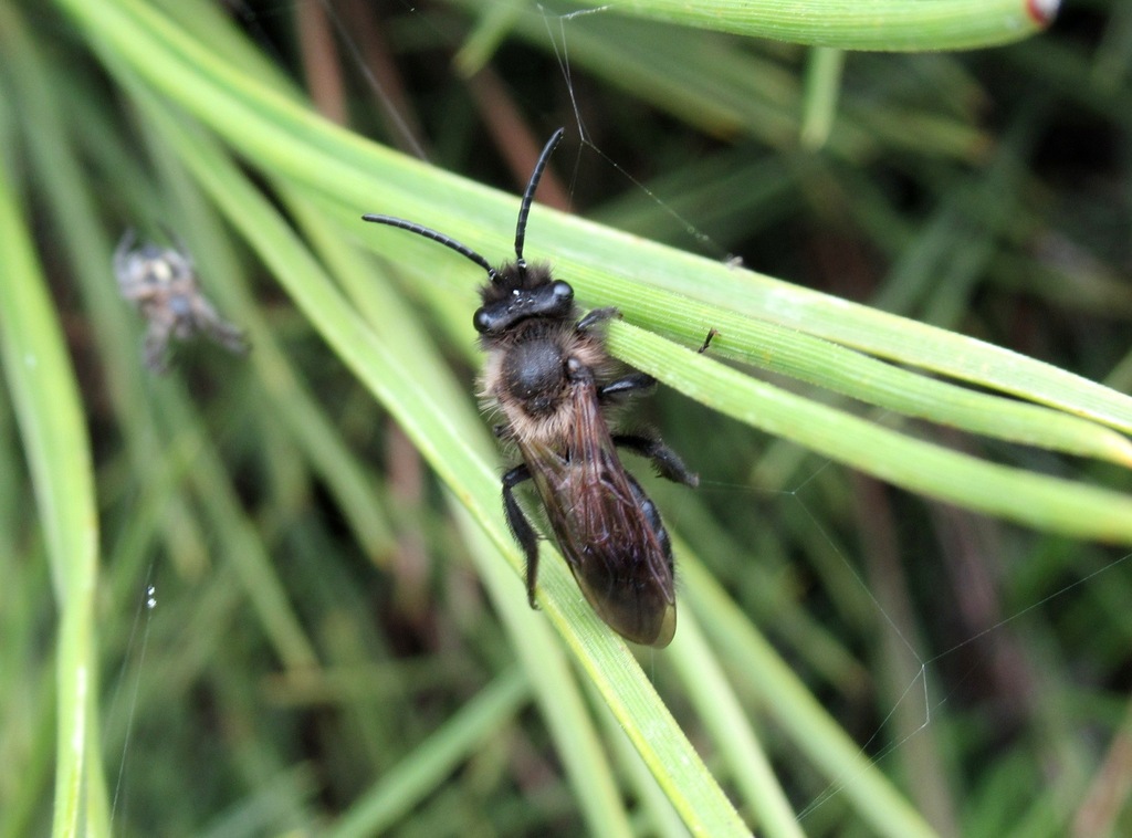 Andrena comta