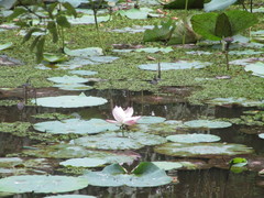 Nelumbo nucifera