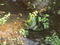 Euphlyctis hexadactyla