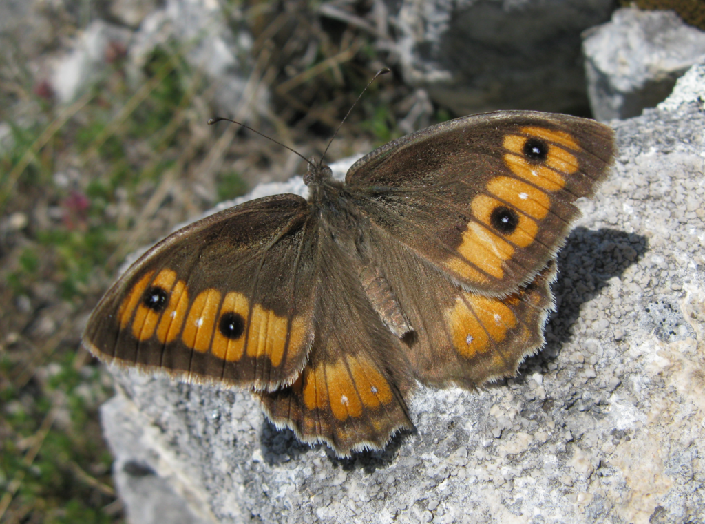 Dils' Grayling