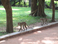 Macaca sinica