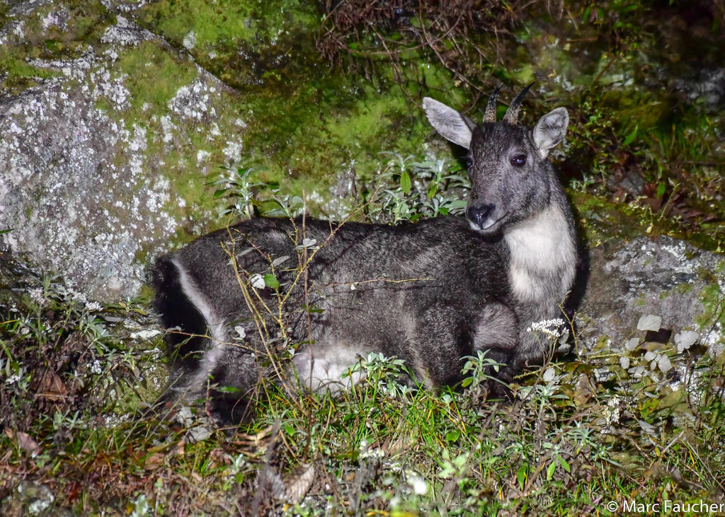 Chinese Goral