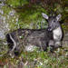 Chinese Goral - Photo (c) pfaucher, some rights reserved (CC BY-NC), uploaded by pfaucher
