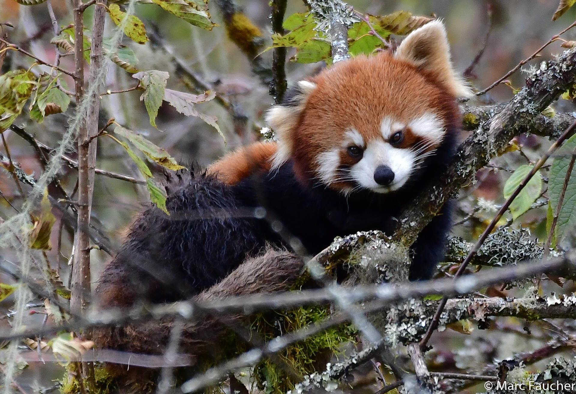 小貓熊(Ailurus fulgens) · 愛自然-臺灣(iNaturalist Taiwan)