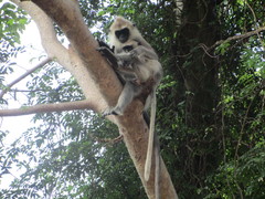 Semnopithecus priam