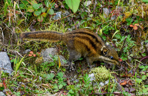 Swinhoe's Striped Squirrel