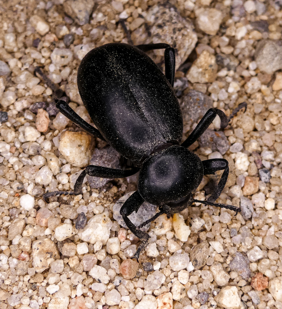 Eleodes grandicollis