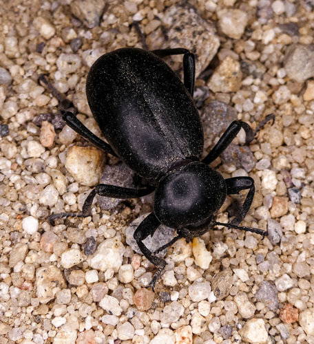 Eleodes grandicollis