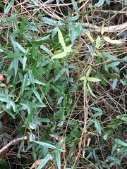 Rubus schmidelioides schmidelioides
