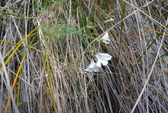 Linum monogynum monogynum