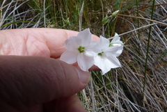 Linum monogynum monogynum