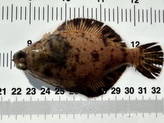 Hornyhead Turbot photo 5