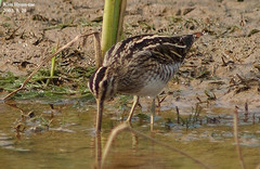 Gallinago hardwickii