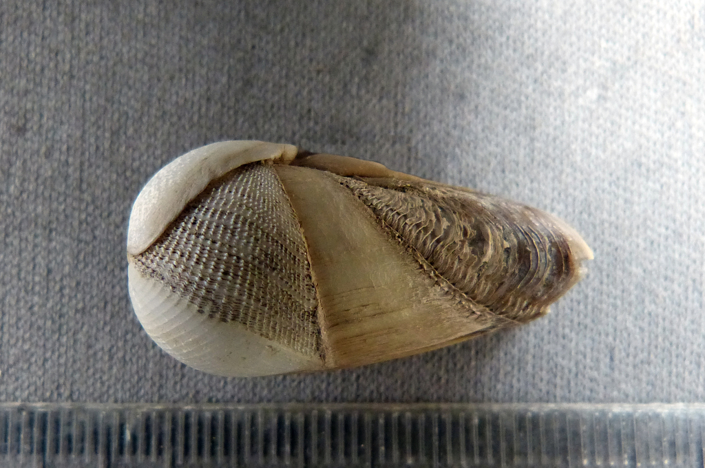 Parapholas acuminata