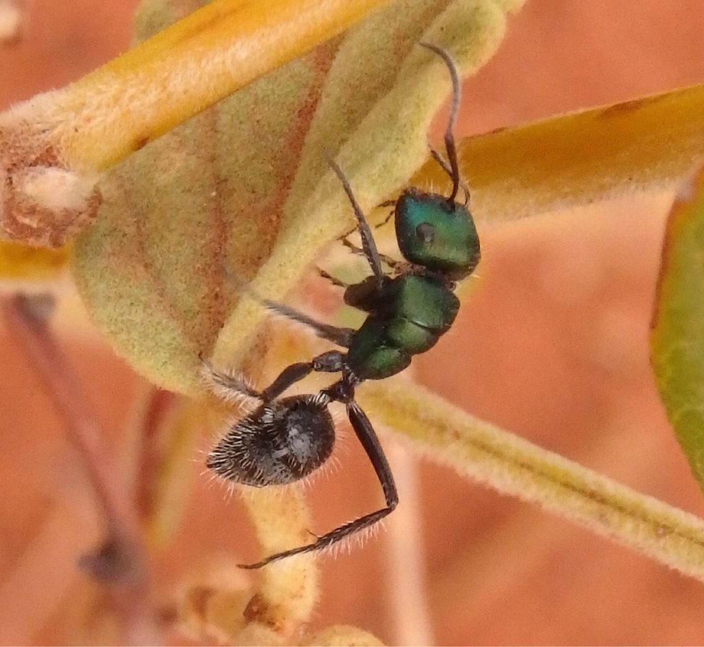Camponotine Ants
