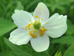 Anemonastrum dichotomum