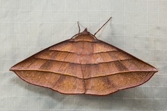 Sarcinodes reductatus