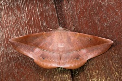 Sarcinodes sumatraria