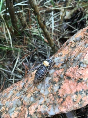 Lluciapomaresius stalii