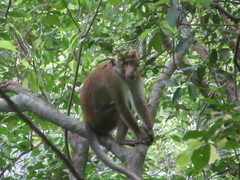 Macaca sinica