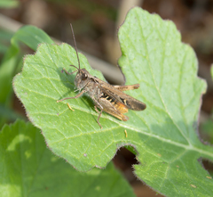 Chorthippus maritimus maritimus