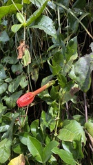 Red passion flower (Passiflora mixta)