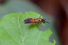 Polybia chrysothorax