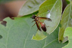 Polybia chrysothorax