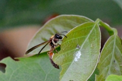 Polybia chrysothorax