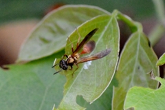 Polybia chrysothorax