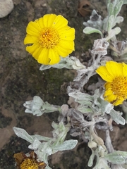 Thymophylla micropoides