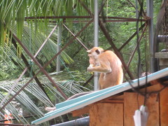 Macaca sinica