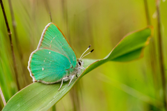 Callophrys viridis